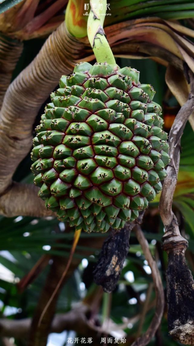 露兜树树上挂着许多地雷一样的假菠萝