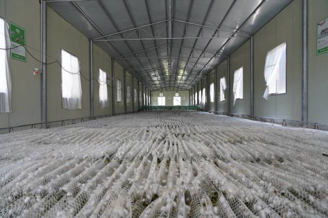 【开放"黔"沿】广东"飞来"蚕产业 从江"现代织女"织出锦绣"钱"程