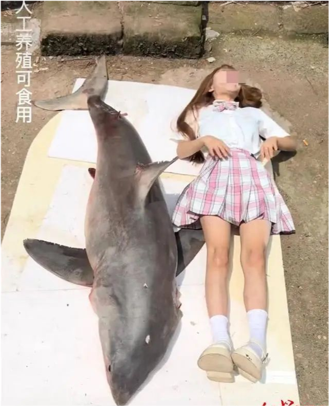 四川南充:女网红为出名竟直播吃鲨鱼!