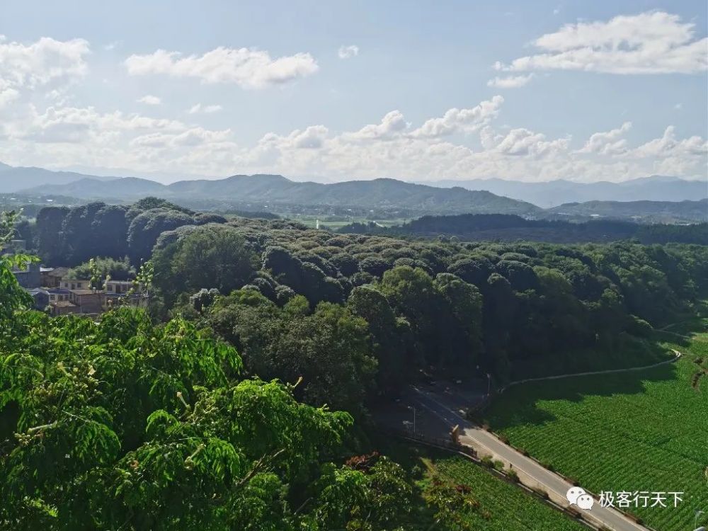 白麵寨天然金絲楠木林,擁有四千多株閩楠,當地村民視其為風水林_騰訊