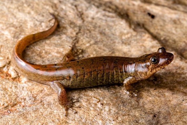 三只新的黑腹蝾螈隐藏在众目睽睽之下