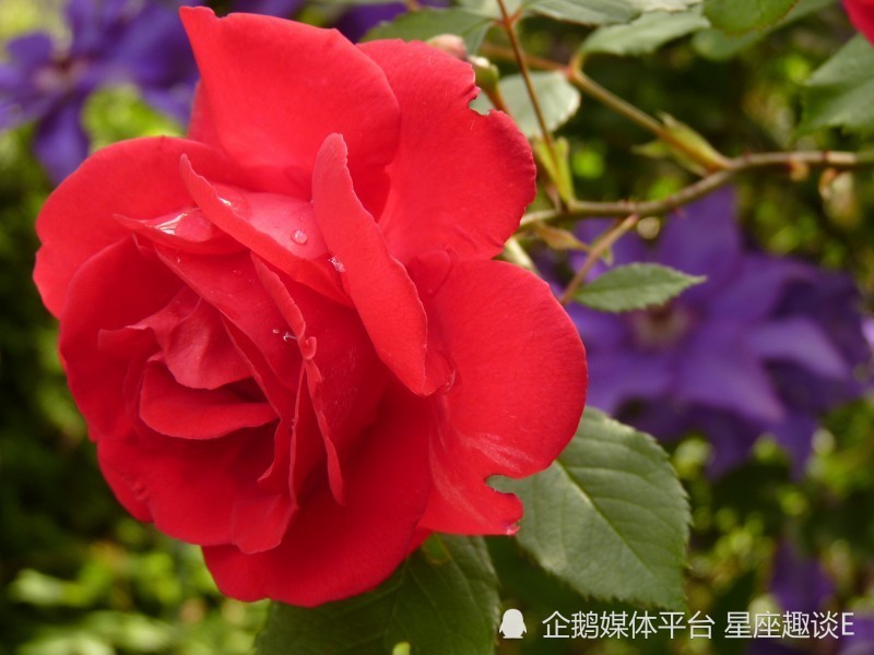 7月22日 28日爱情运势 花开并蒂 机缘巧合的四大星座 腾讯新闻
