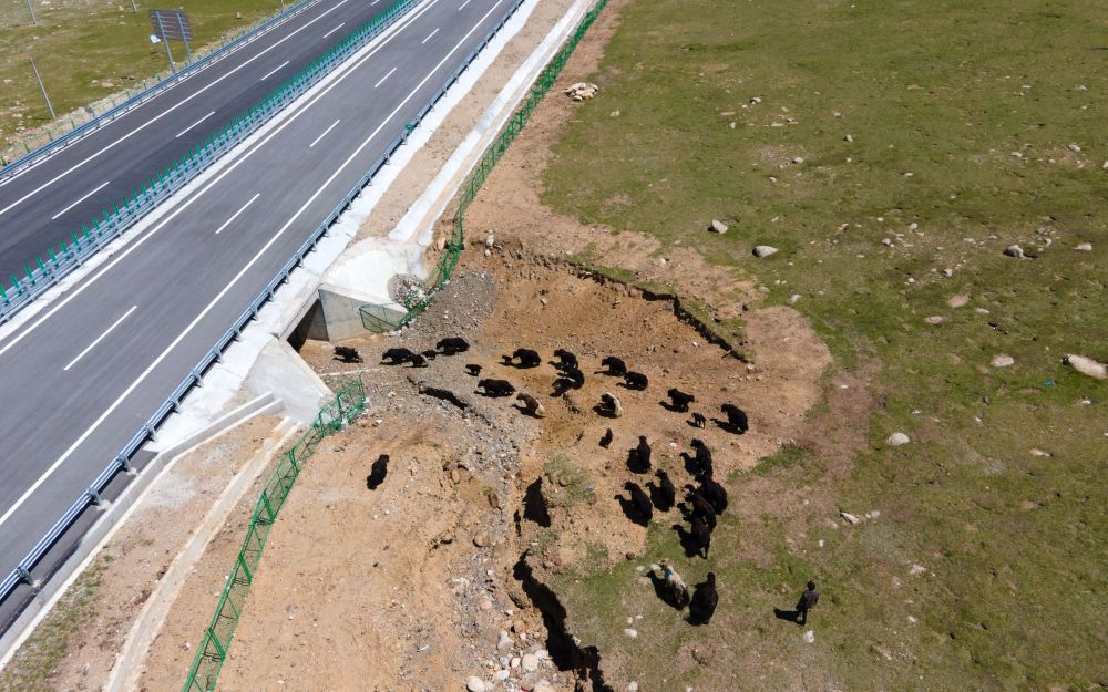 莘县住建局局长楚新星怕什么穿死尸支持埃南海炸弹树童英语双减