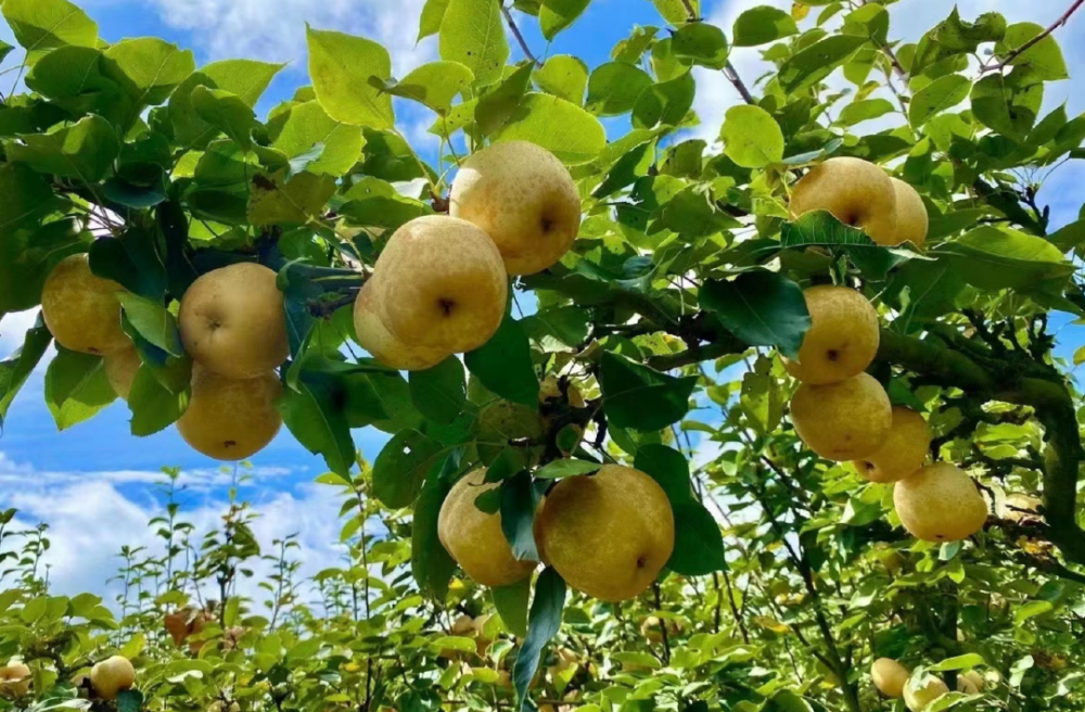 目前,连州已成功申报创建连州水晶梨省级现代农业产业园,依托互联网线