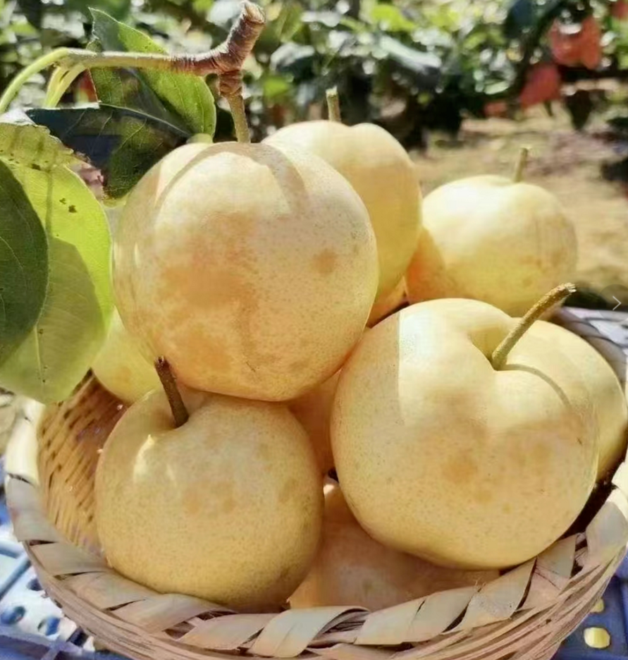 连州:"线上 线下"联动 助力水晶梨产销两旺_腾讯新闻