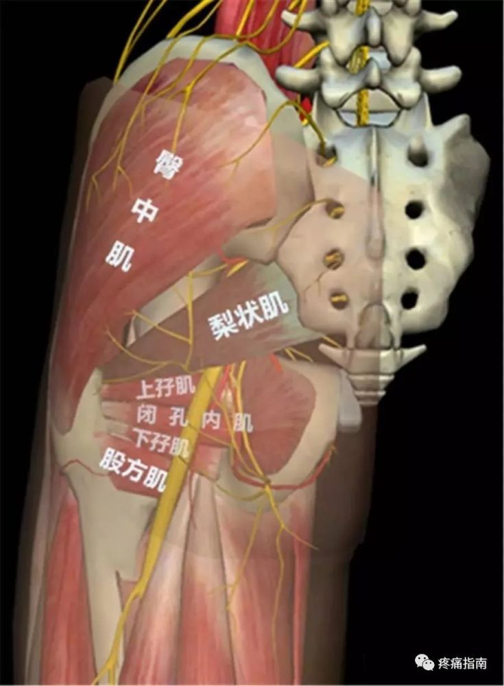 臀後方的外旋肌大多位於坐骨神經的深方,相對不易產生壓迫,而梨狀肌