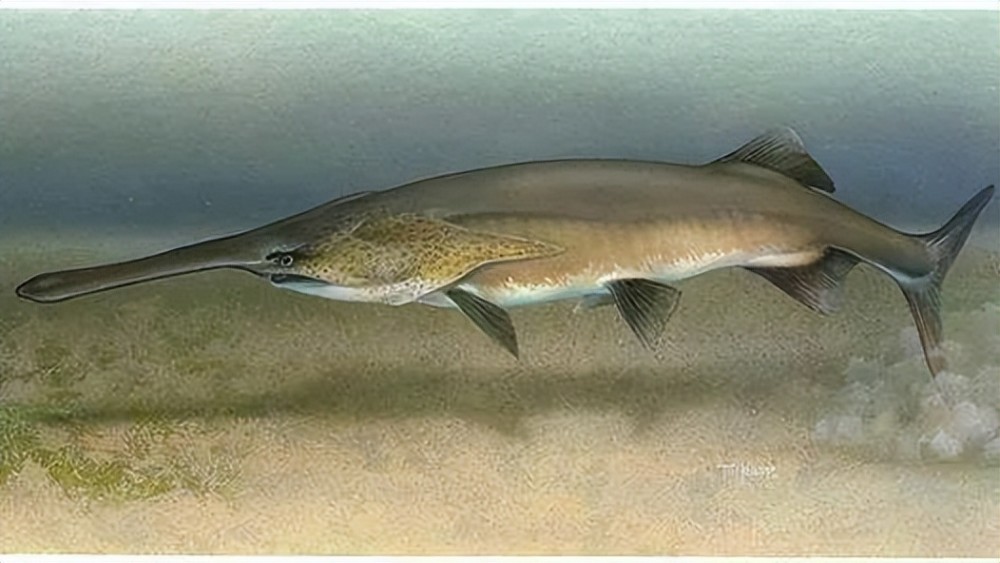 长江白鲟被正式宣布灭绝!以后在野外,我们真的看不到它们了吗?_腾讯新