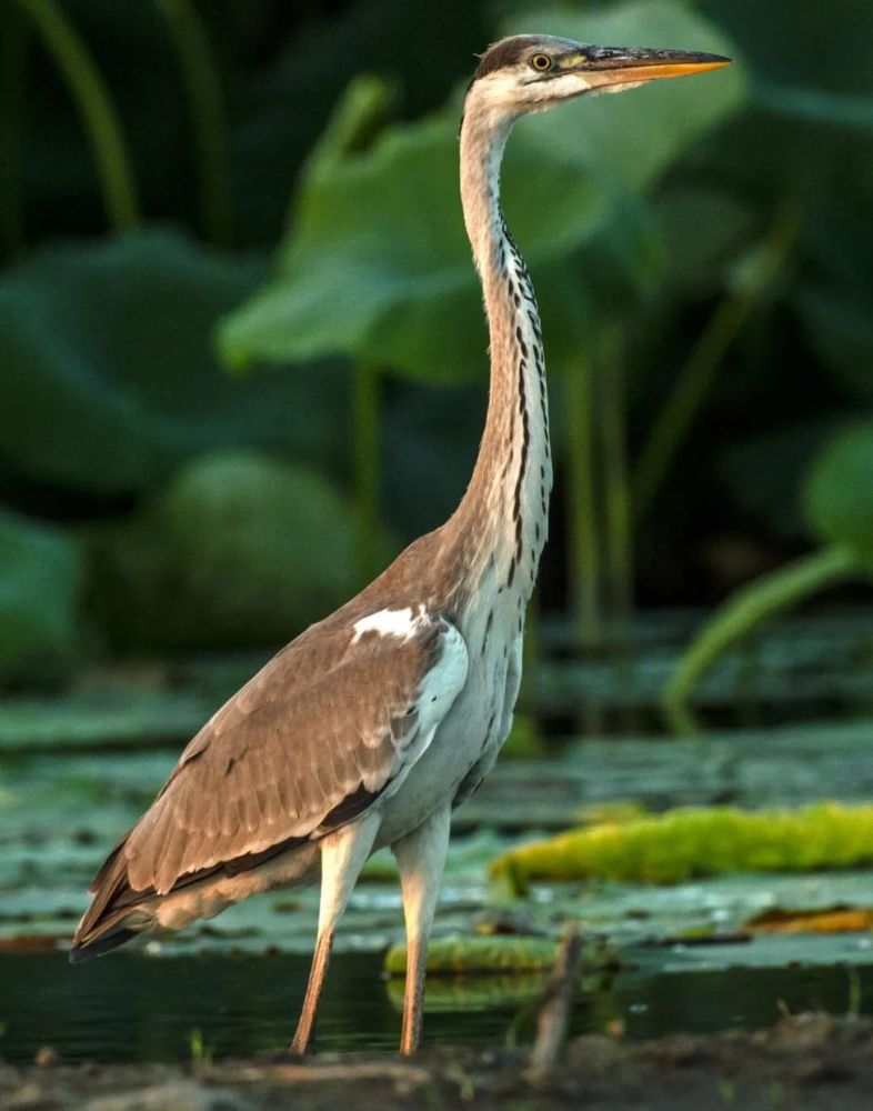 图说雄安群鸟翱翔嬉戏白洋淀