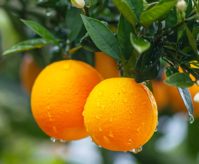 秭归脐橙脐橙之乡的美味一年四季都能拥有