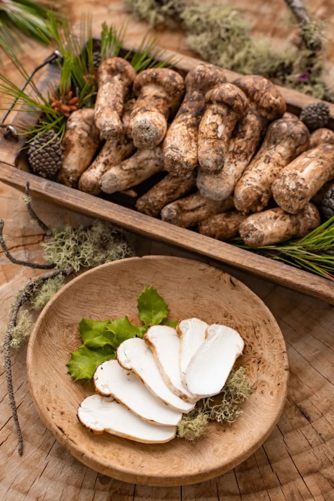 云南香格里拉空运松茸7月早尝鲜