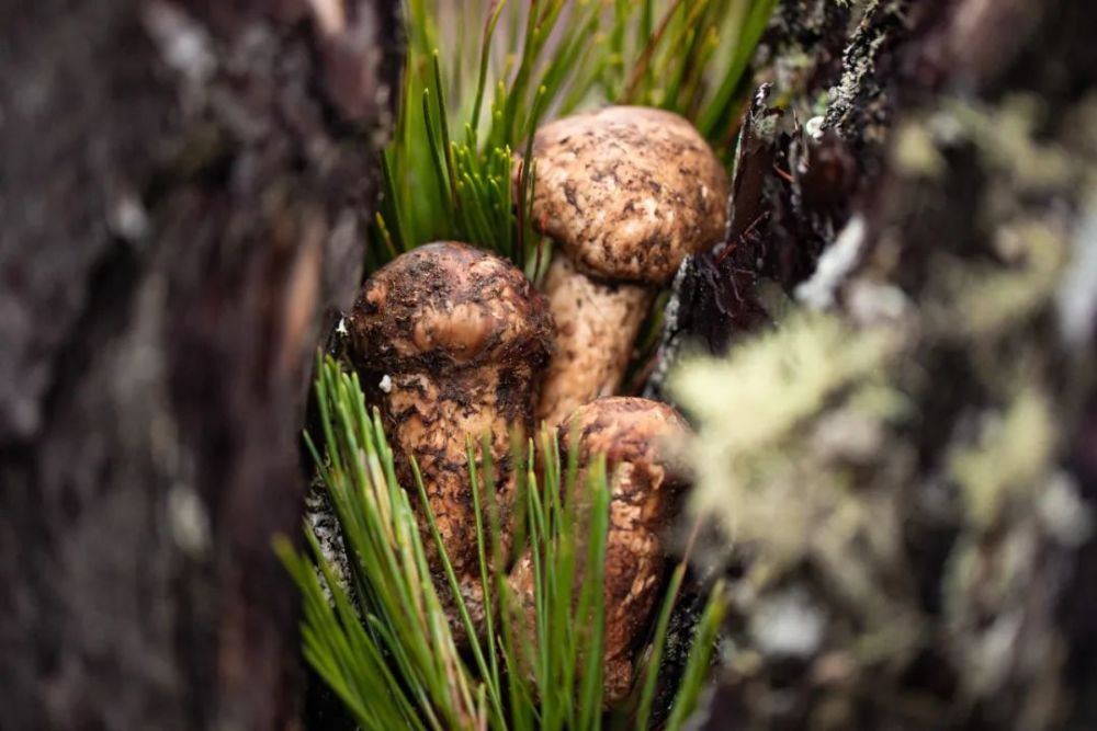 有四大产区——云南香格里拉,四川甘孜州雅江,四川甘孜州丹巴县斯达纳