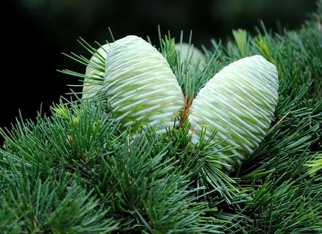 大西洋雪松,贮存着宇宙能量的古老植物