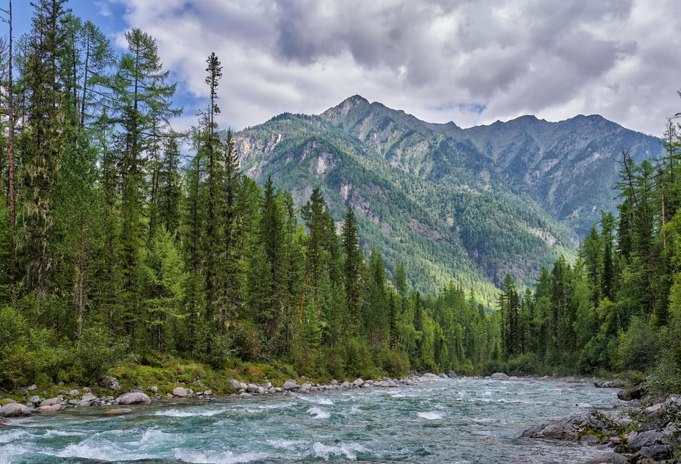 大西洋雪松,贮存着宇宙能量的古老植物