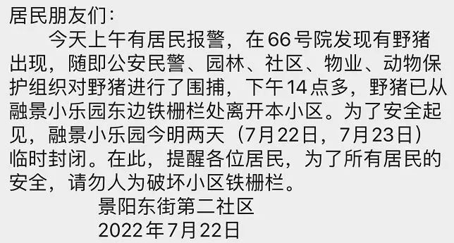 注意！石景山这里有野猪出没！现场