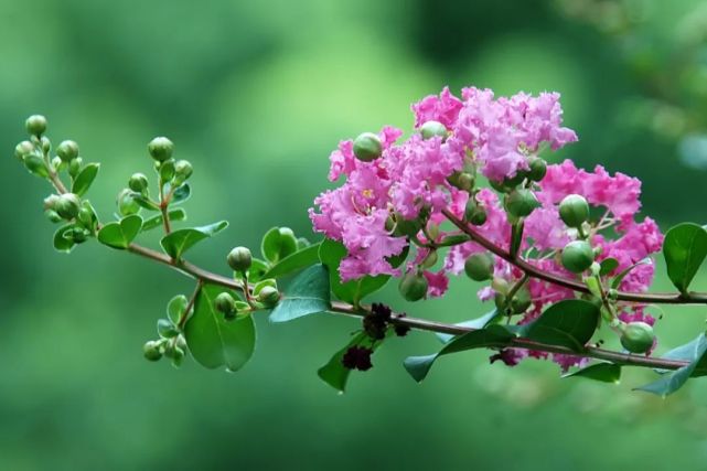 杜牧《紫薇花》向風偏笑豔陽人.桃李無言又何在,不佔園中最上春.