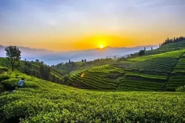 普安县:绿色茶山铺就山乡致富路