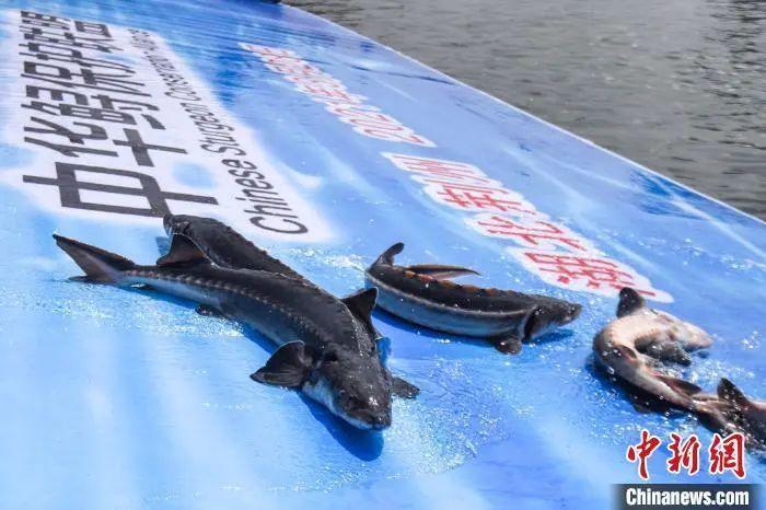 为避免步长江白鲟后尘,一定要好好保护"长江鱼王"中华鲟_腾讯新闻