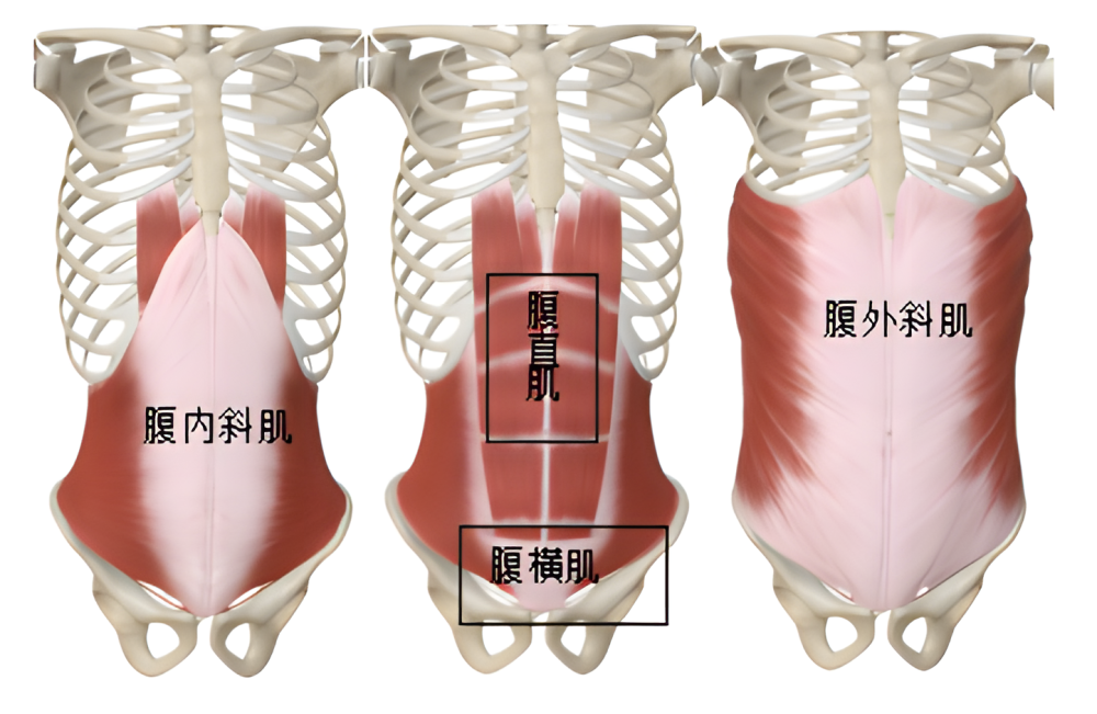 下腹部肌肉解剖图图片