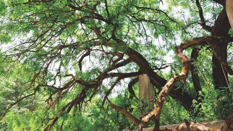 一树一档咸阳23073株古树有了身份证