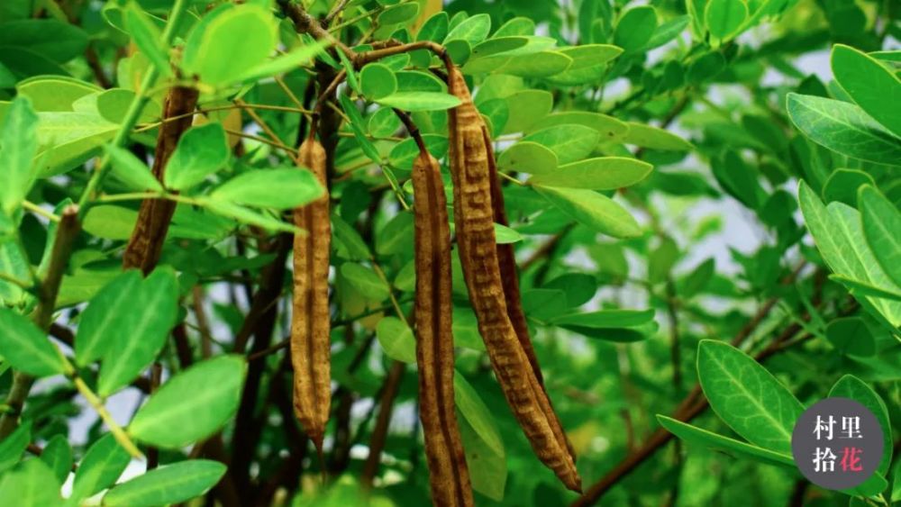 "双荚决明"瞧瞧那对挂枝头上晒太阳的腊肠._腾讯新闻