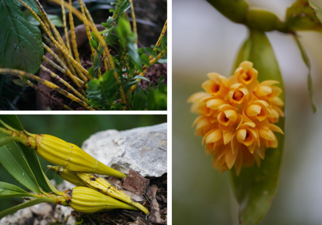 推荐走进普洱绿谷寻觅仲夏之梦