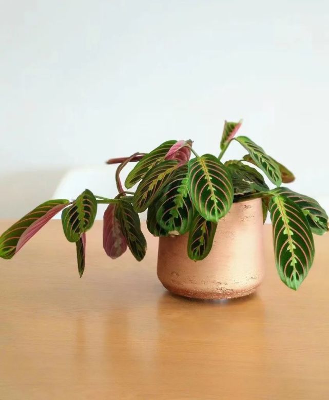 豹纹竹芋为啥越来越少人养?