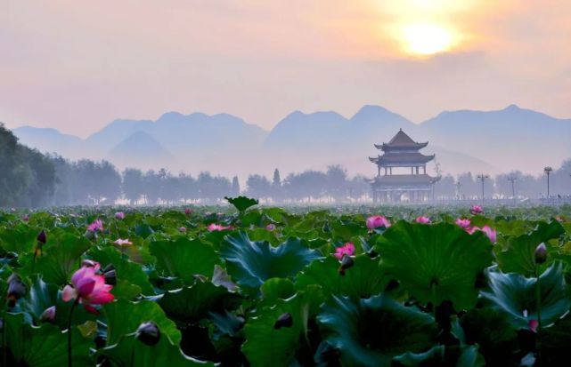 安龙盛夏莲花池赏荷正当时