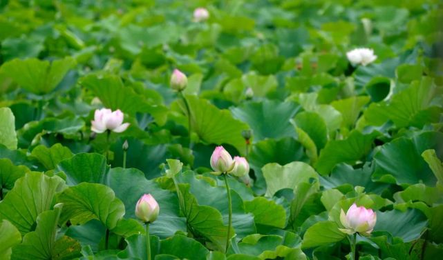 每到夏日,安龍縣國家溼地公園招堤荷塘的5000畝荷花如期開放,十里長廊