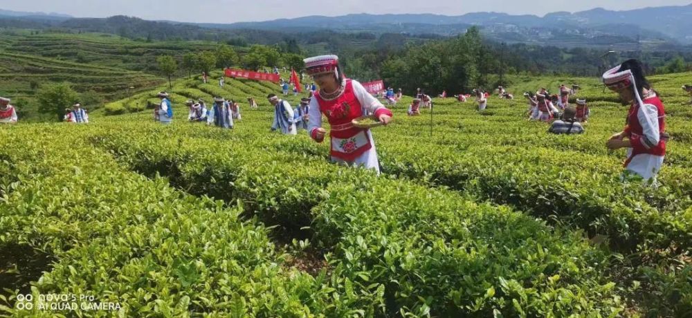 相约凉都 欢乐消夏｜全域旅游风帆劲 生态美景迎客来