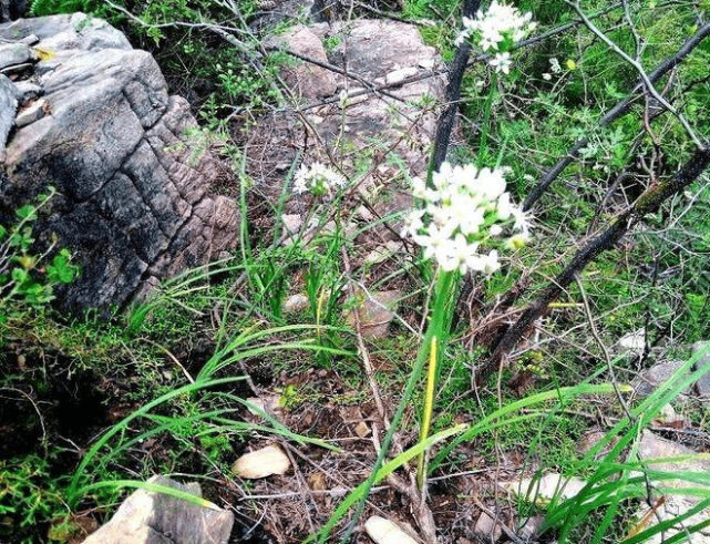 山韭菜(山韭菜根的药用功效与作用图片)