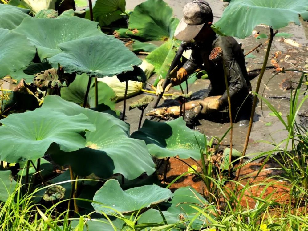 手里抓着一柄高压水枪,弯下腰清理莲藕周围的淤泥,再将藕节轻轻提起