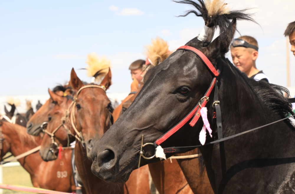 参赛"战马"昂首腾蹄,如离弦利箭,争相竞出,年轻的参赛选手挥舞缰绳