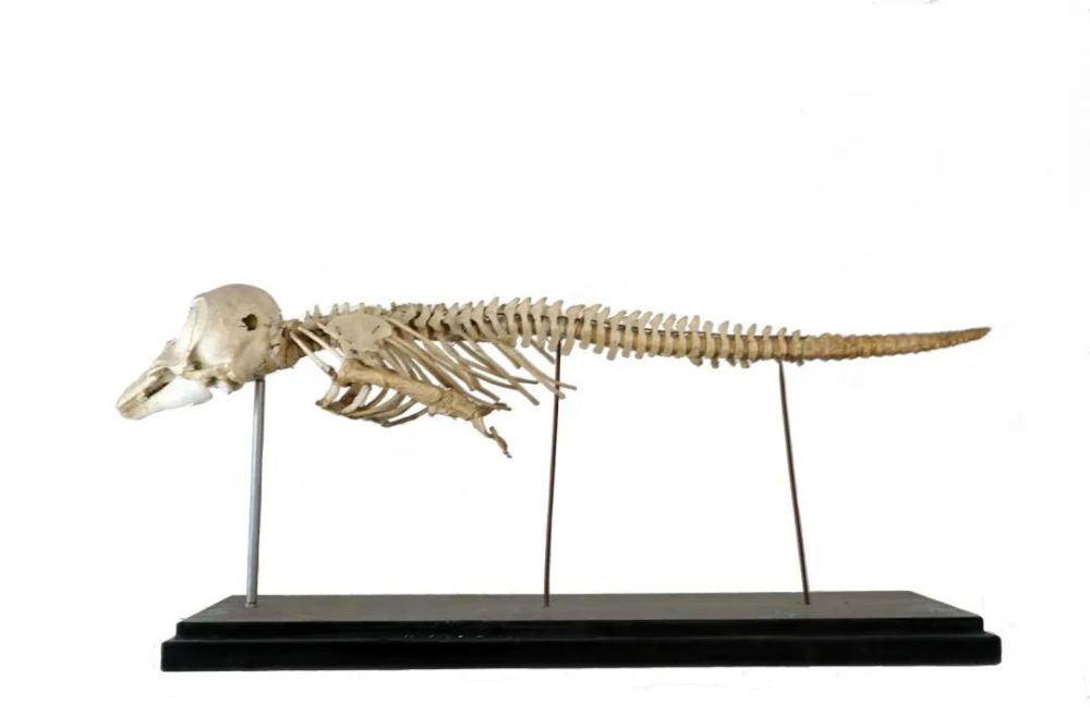 浙江影像毕业季梁瑶瑶寻找江豚白鲟之后它也会灭绝吗