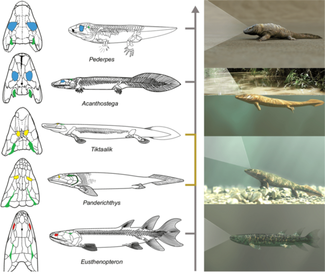 "提塔利克鱼"发现者最新研究:长出手来登上陆地的远古鱼类,竟然回到了
