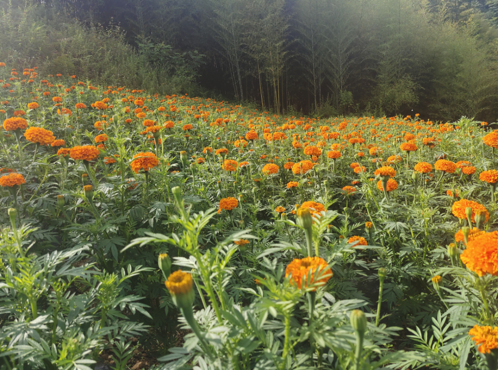 水竹乡万寿菊开采摘忙助农发展增收益