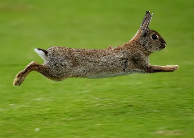 青青草原运动会,跳远健将跳兔一蹦六尺高,slay全场