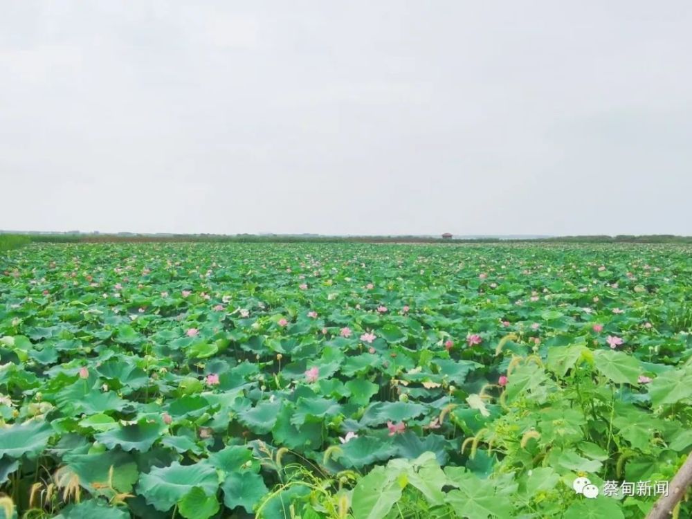 筹备国际湿地大会蔡甸沉湖湿地蓄势待发