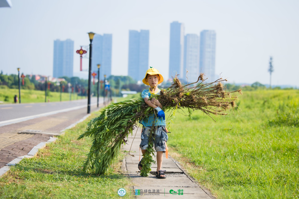 非洲大蜗牛,福寿螺,加拿大一枝等外来入侵生物正不断地破坏我国生态