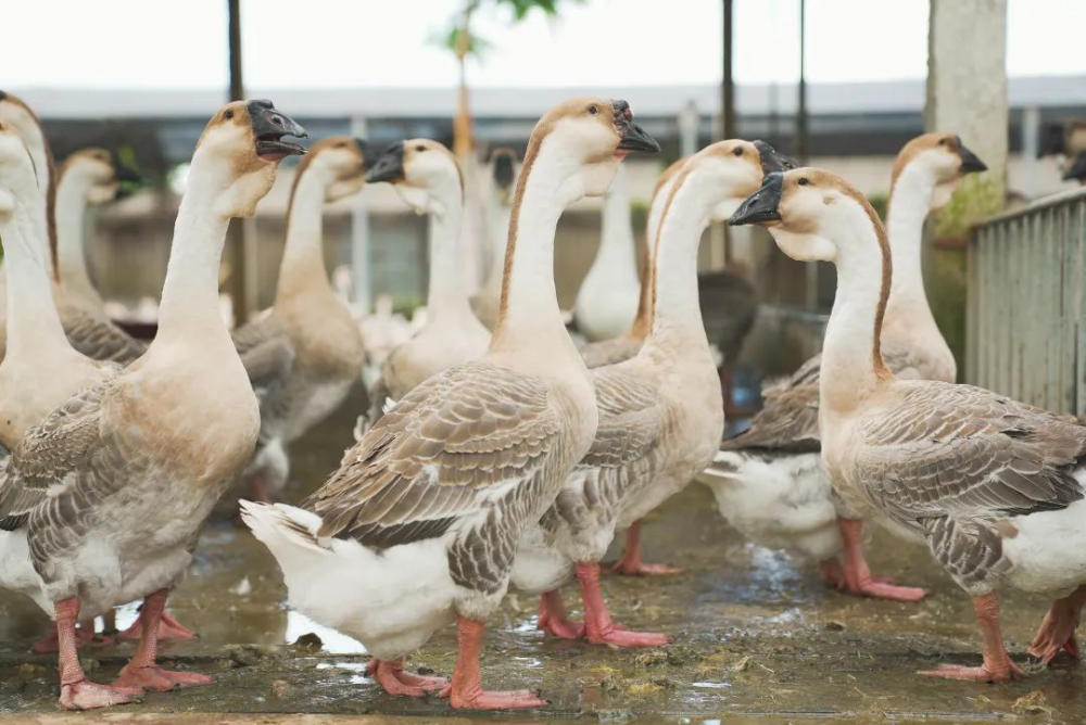 狮头鹅凭什么卖那么贵!_腾讯新闻