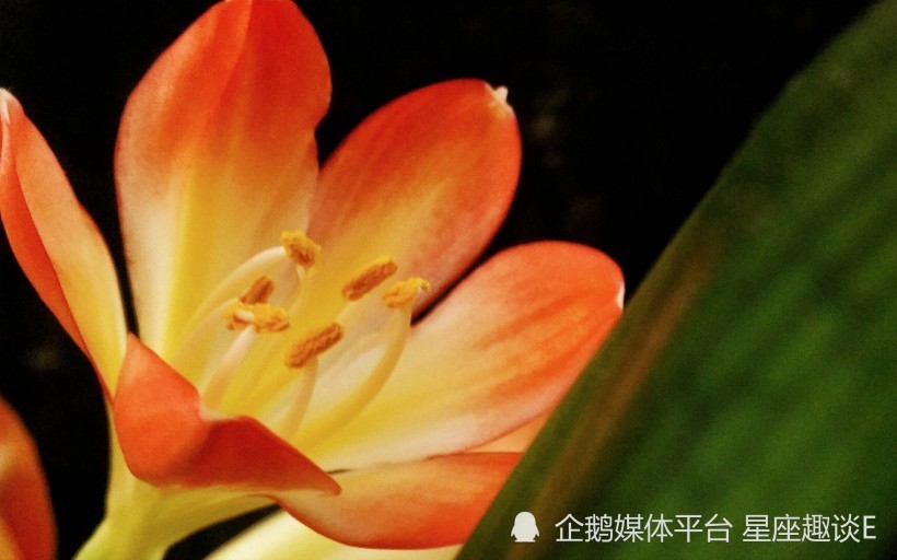 7月26日 8月1日爱情运势 红娘垂帘 幸福相伴的四大星座 腾讯新闻