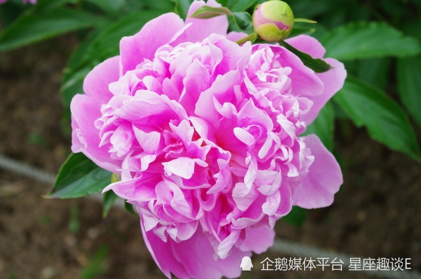 7月26日 8月1日星座运势 幸运加冕 称心如意的四大星座 腾讯新闻