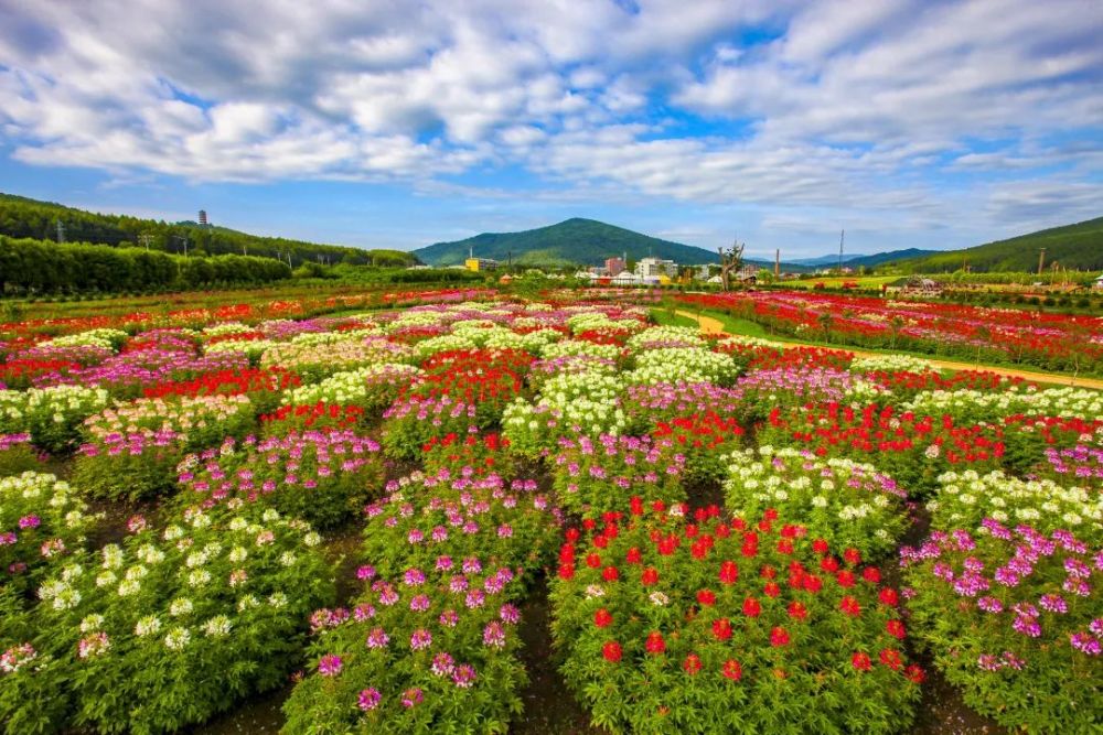 来林都伊春遇见花开盛夏
