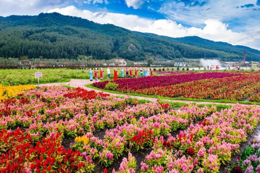 抓住夏天的尾巴去伊春!森林与花海里描绘浪漫林都_腾讯新闻