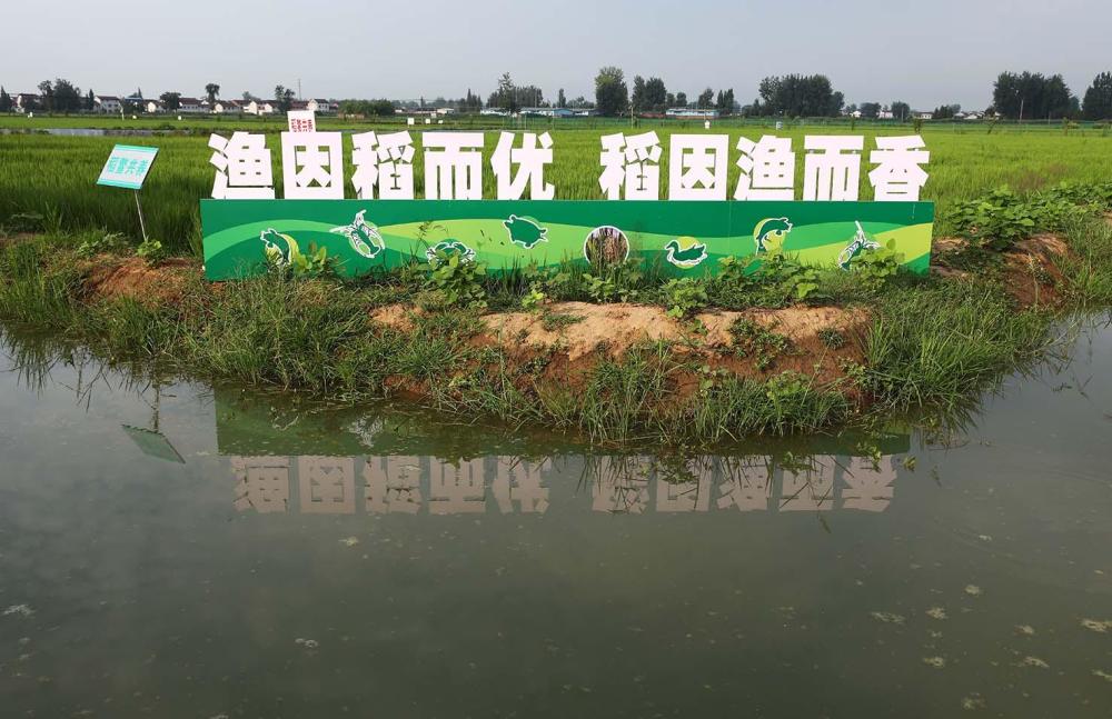 图集|稻渔综合种养 让农户坐收"渔"利_腾讯新闻