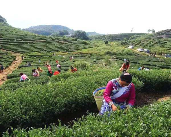 怀集新岗茶场图片