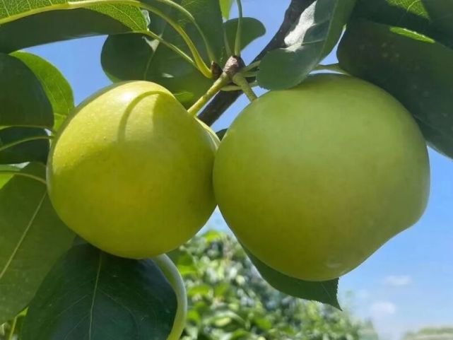 崇明"消暑神器"翠冠梨有了新品种,吃一口能甜到心底里