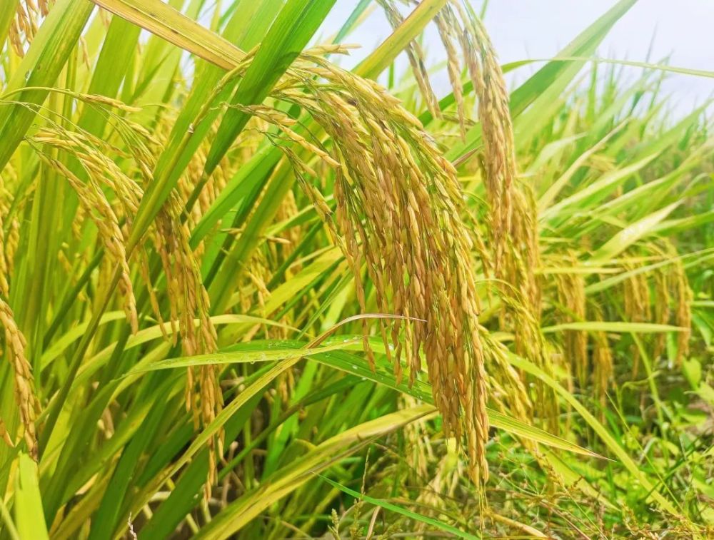 阳江阳春松柏大米丰收