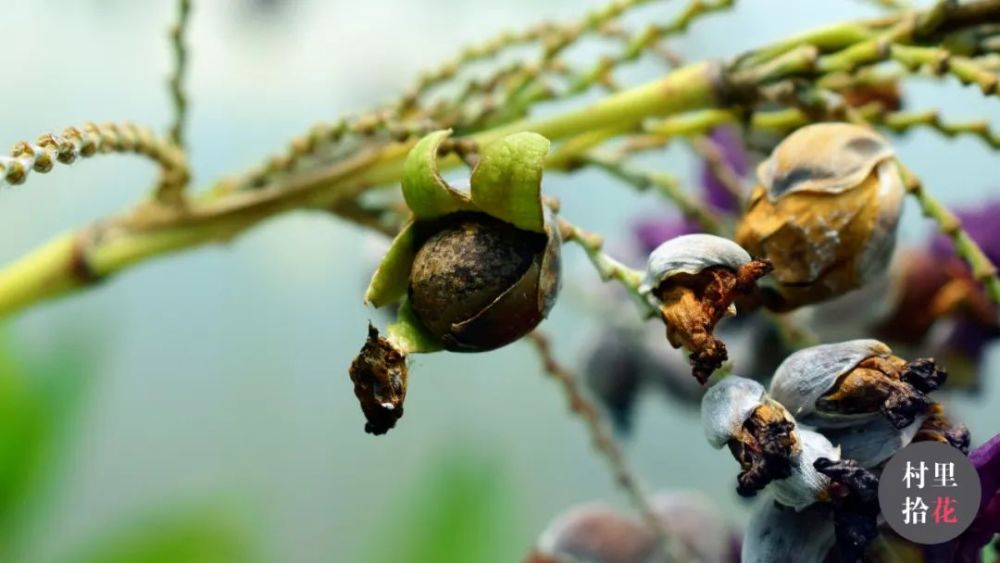 "再力花"每次看到这水竹芋就总想玩弄一番它的机关._腾讯新闻