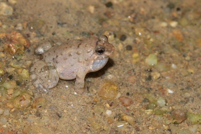 中国浮蛙和岭南浮蛙 "故乡"都在深圳
