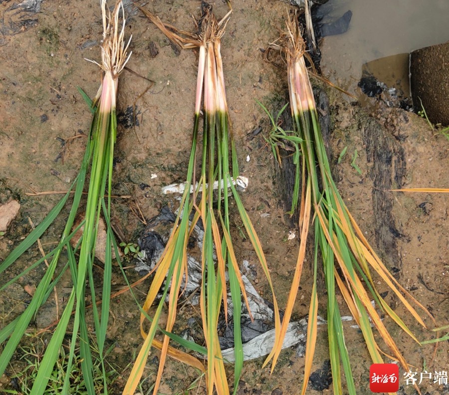 水稻秧苗莫名变黄枯死愁坏三亚农户农技专家田间把脉支招